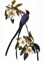 Audubon Flycatcher 1827 by John James Audubon