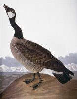 Audubon Goose 1827 by John James Audubon
