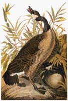 Audubon Goose by John James Audubon