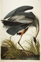 Audubon Great Blue Heron by John James Audubon