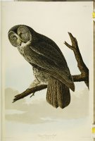 Audubon Great Cinereous Owl From The Birds of America by John James Audubon