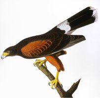 Audubon Hawk 1827 by John James Audubon