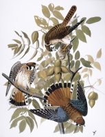 Audubon Kestrel 1827 by John James Audubon