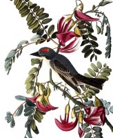 Audubon Kingbird 1827 38 by John James Audubon
