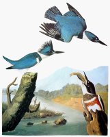 Audubon Kingfisher by John James Audubon