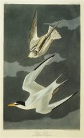 Audubon Lesser Tern Little Tern by John James Audubon