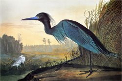 Audubon Little Blue Heron by John James Audubon