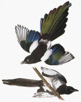 Audubon Magpie by John James Audubon