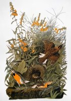 Audubon Meadowlark by John James Audubon