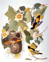 Audubon Oriole by John James Audubon