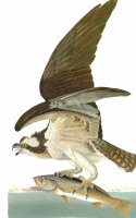 Audubon Osprey by John James Audubon