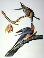 Audubon Passenger Pigeon by John James Audubon