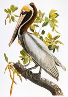 Audubon Pelican by John James Audubon