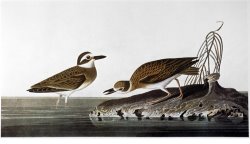 Audubon Plover 1827 38 by John James Audubon