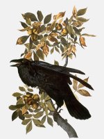 Audubon Raven by John James Audubon