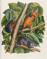 Audubon Red Bellied Squirrel by John James Audubon