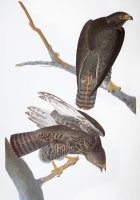 Audubon Red Tailed Hawk by John James Audubon
