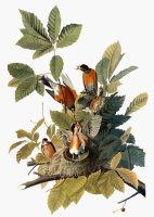 Audubon Robin by John James Audubon