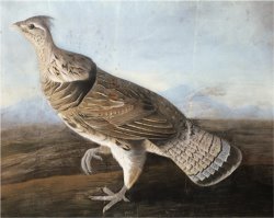 Audubon Ruffed Goose C 1812 by John James Audubon
