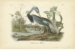 Audubon S Louisiana Heron by John James Audubon