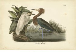 Audubon S Reddish Egret by John James Audubon