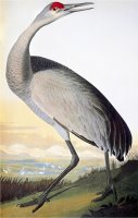 Audubon Sandhill Crane by John James Audubon