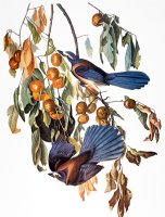 Audubon Scrub Jay 1827 38 by John James Audubon