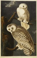 Audubon Snowy Owl by John James Audubon