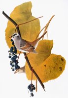 Audubon Sparrow by John James Audubon