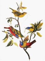 Audubon Sparrows by John James Audubon