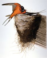 Audubon Swallow by John James Audubon