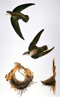 Audubon Swift by John James Audubon