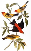 Audubon Tanager 1827 by John James Audubon