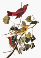 Audubon Tanager by John James Audubon