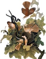 Audubon Thrasher by John James Audubon