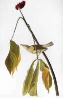 Audubon Thrush 1827 by John James Audubon
