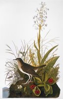 Audubon Thrush by John James Audubon