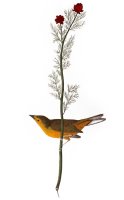 Audubon Warbler 1827 by John James Audubon