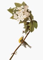 Audubon Warbler 1827 38 by John James Audubon