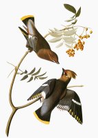 Audubon Waxwing by John James Audubon