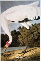 Audubon Whooping Crane by John James Audubon