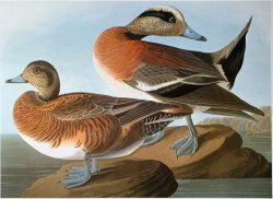 Audubon Wigeon 1827 38 by John James Audubon