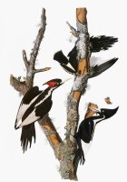 Audubon Woodpecker by John James Audubon