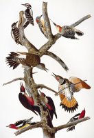Audubon Woodpeckers by John James Audubon