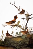 Audubon Wren by John James Audubon