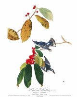 Azure Warbler by John James Audubon