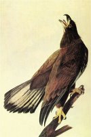 Bald Eagle by John James Audubon