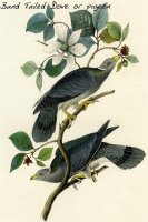Band Tailed Dove Or Pigeon by John James Audubon
