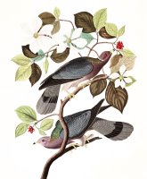 Band Tailed Pigeon by John James Audubon