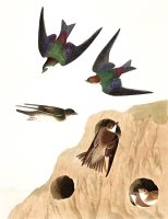 Bank Swallow, Or Violet Green Swallow by John James Audubon